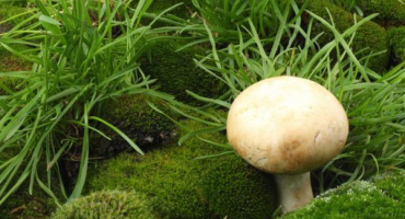 Charakteristika nebezpečného dvojníka žampionu